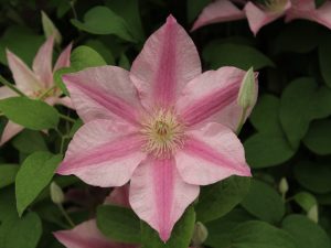 Clematis 'Sally' (Evipo077)-0