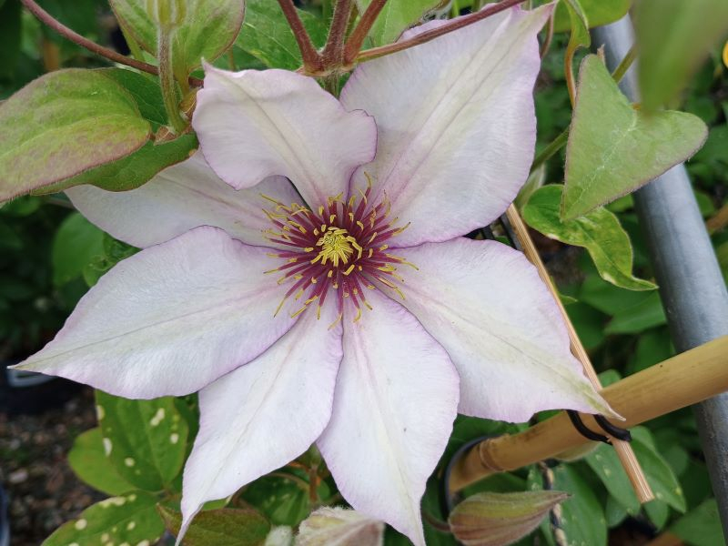 Clematis 'Samaritan Jo' (Evipo075)-0
