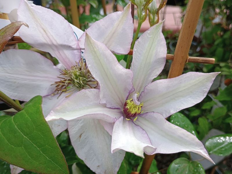 Clematis 'Samaritan Jo' (Evipo075)-0