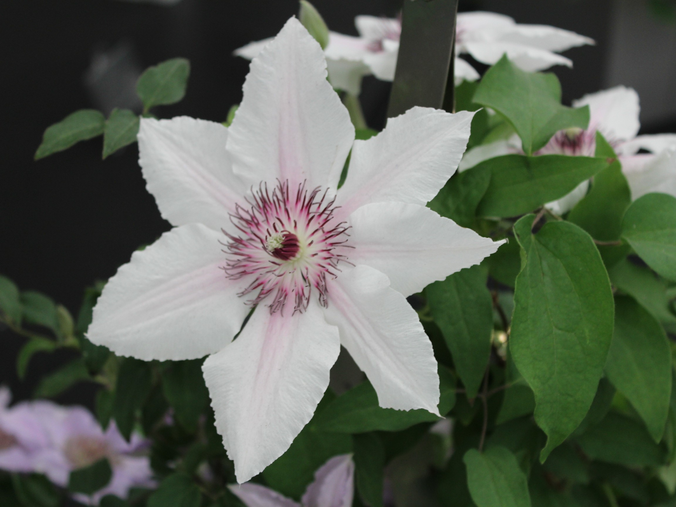Clematis 'Countess of Wessex' (Evipo073)-24224