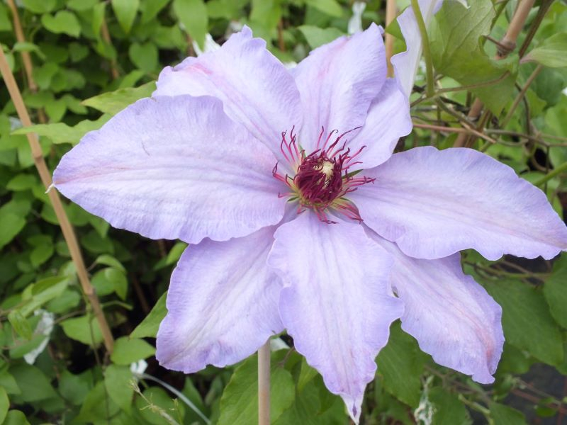 Clematis 'The First Lady'-24215