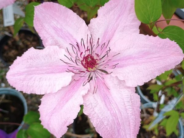 Clematis 'The First Lady'-0