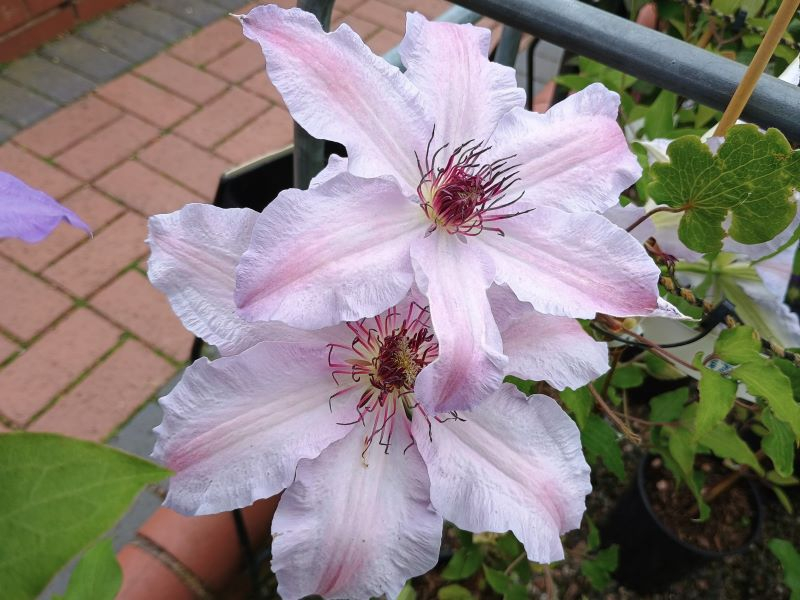 Clematis 'The First Lady'-25503