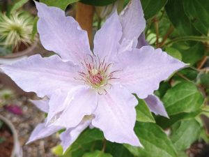 Clematis 'Tranquilite' (Evipo111)-0