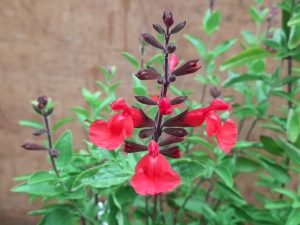 Salvia x jamensis 'Flammenn'-0