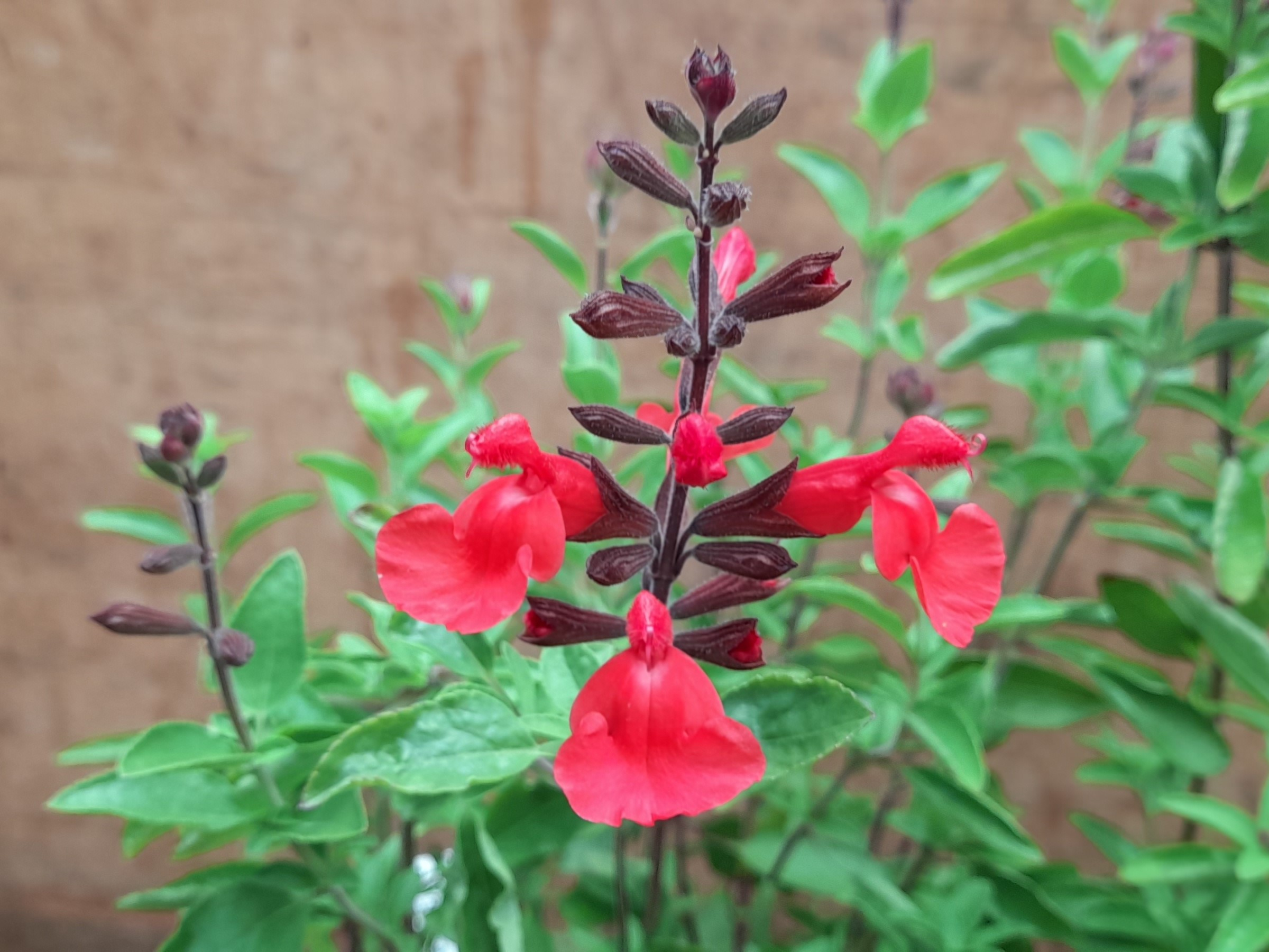 Salvia x jamensis 'Flammenn'-0