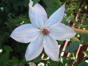 Clematis 'Henryi'-0