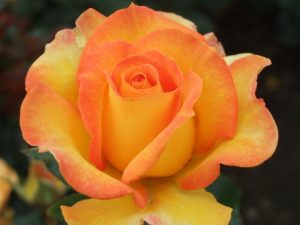 Rosa Hybrid Tea Happy Birthday aka Rotary Sunrise ('Fryglitzy') In a Patio Pot-0