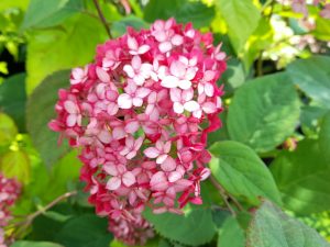 Hydrangea arborescens 'Ruby Annabelle'-0