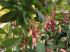 Berberidopsis corallina