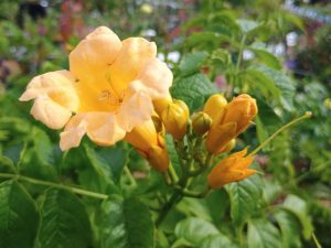 Campsis radicans 'Flava'-0