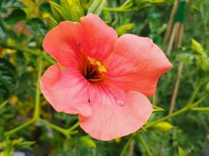 Campsis grandiflora 'Tropical Summer'