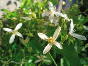 Clematis 'Early Snow'-0