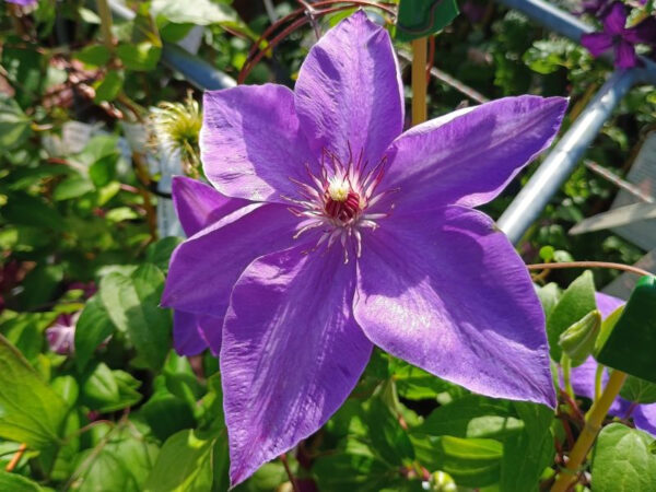 Clematis 'Elsa Spath'-0