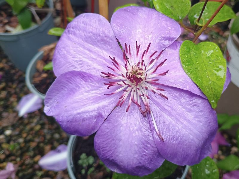 Clematis 'Elsa Spath'-24654