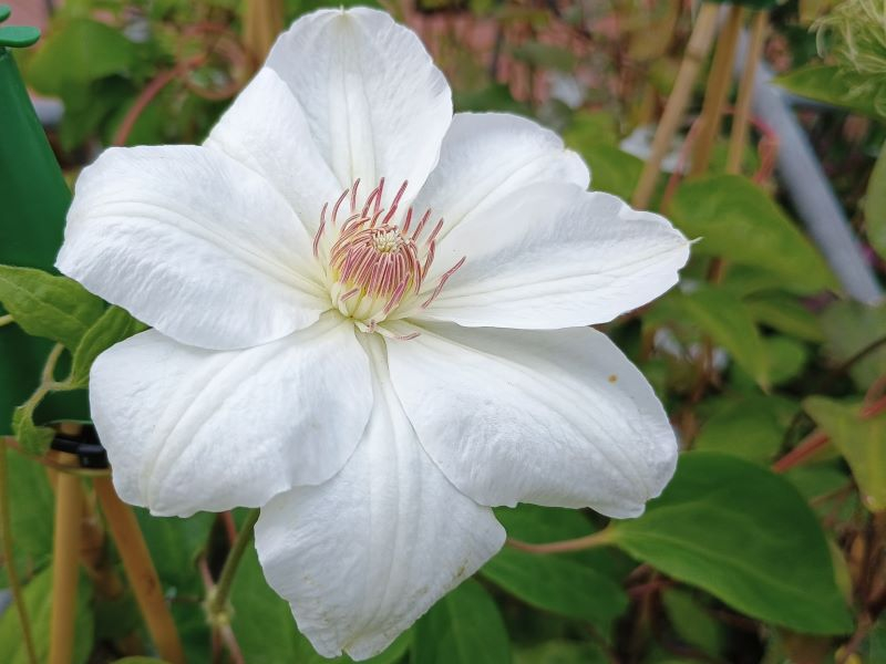 Clematis 'Mrs.George Jackman'-0