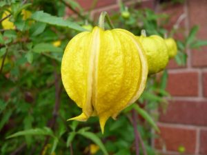 Clematis orientalis 'Bill Mackenzie'-0
