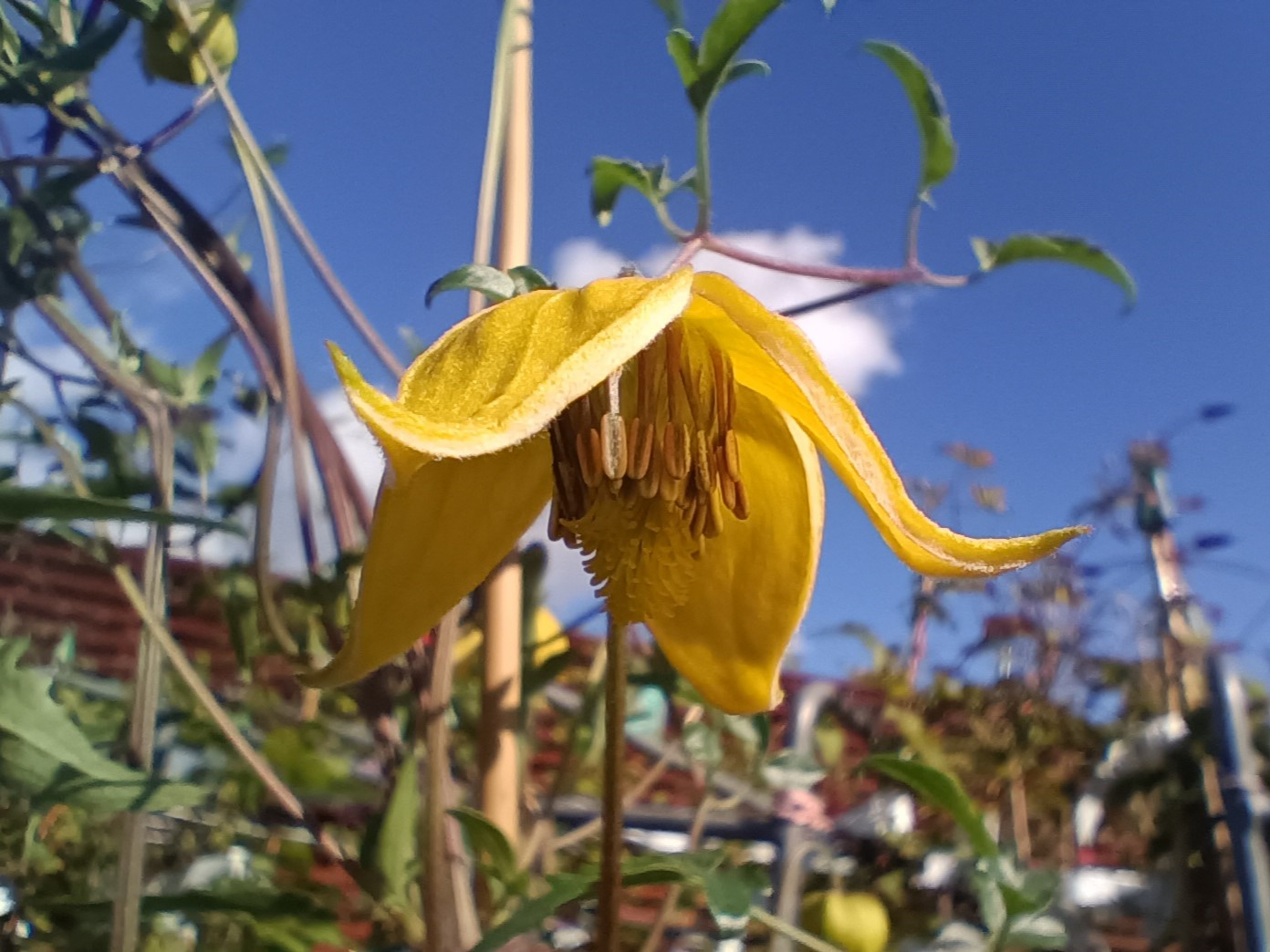 Clematis tangutica 'Helios'-24401