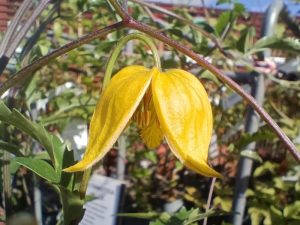 Clematis tangutica 'Helios'-0
