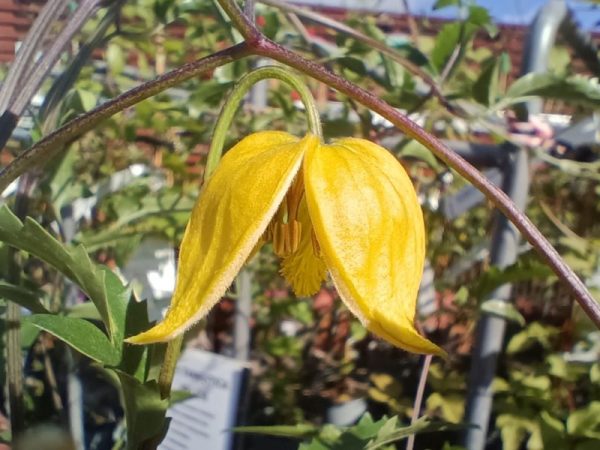 Clematis tangutica 'Helios'-0