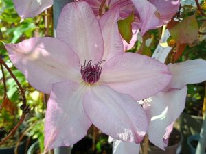Clematis 'Utopia'-0