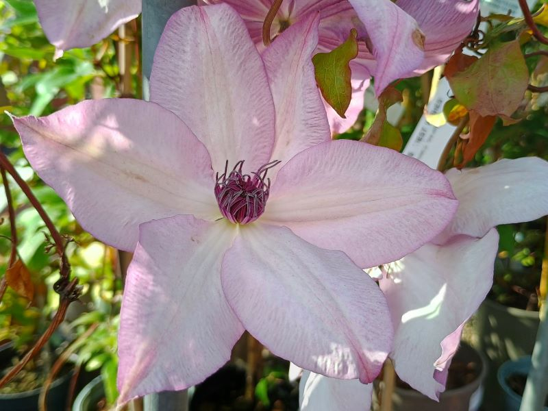 Clematis 'Utopia'-0
