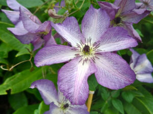 Clematis viticella 'Venosa Violacea'-0