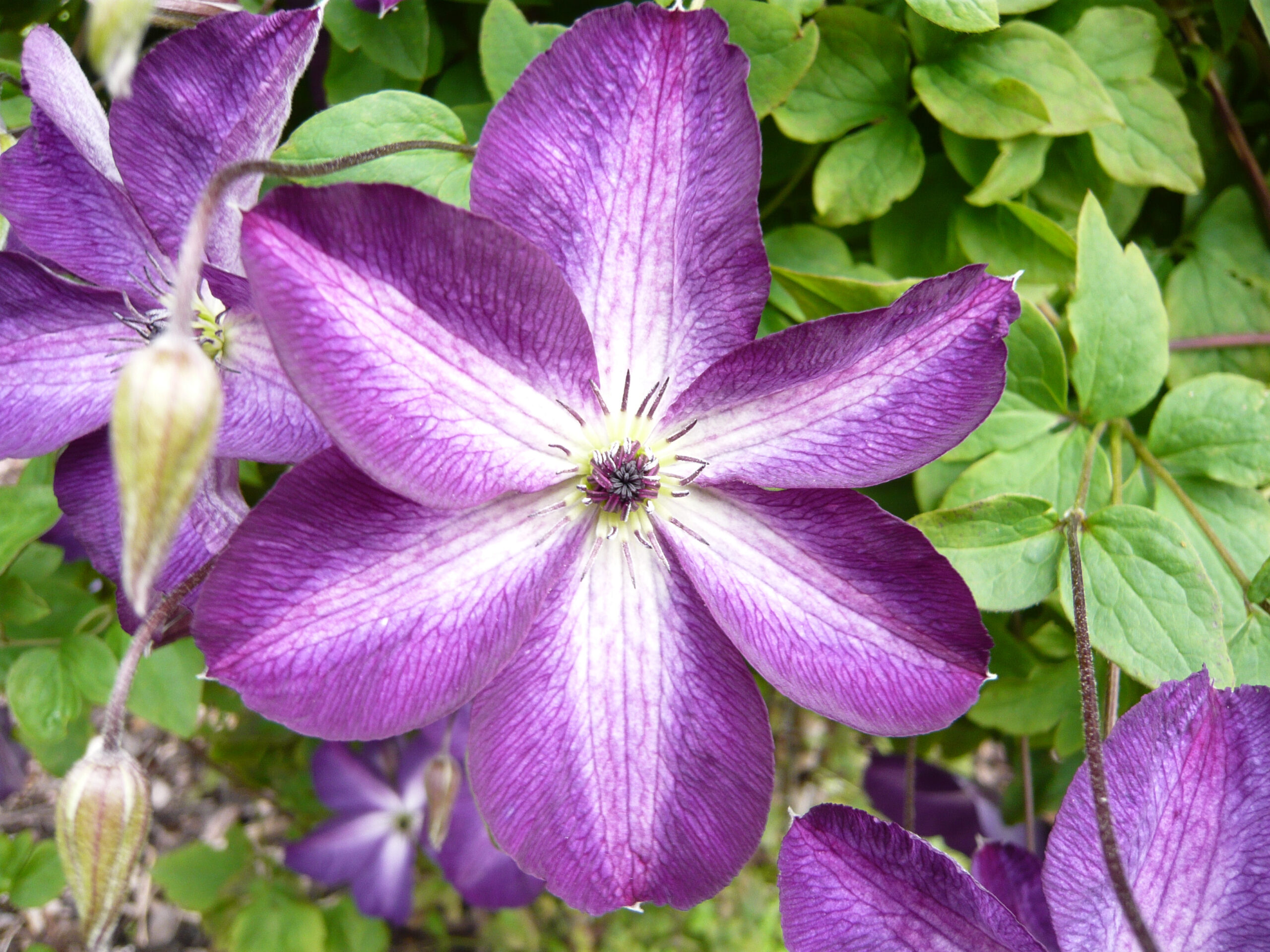 Clematis viticella 'Venosa Violacea'-0