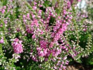 Calluna vulgaris 'Darkness' 1 Litre pot.-0