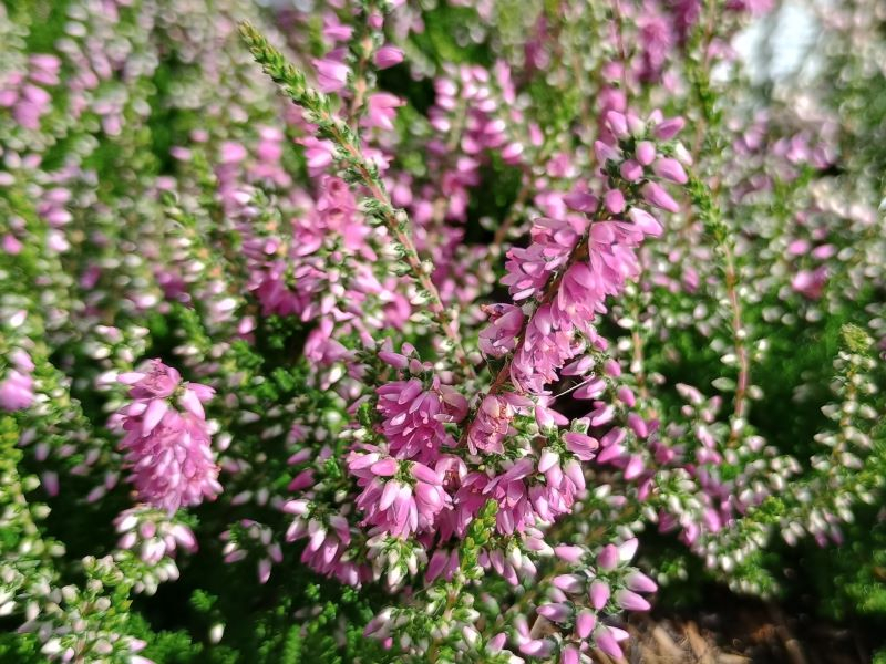 Calluna vulgaris 'Darkness' 1 Litre pot.-0