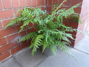 Dicksonia antarctica (Soft Tree Fern) 2 Litre pot-0