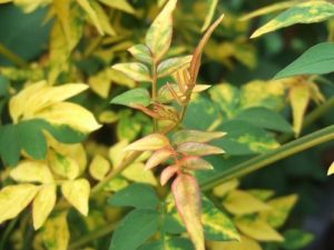 Jasminum officinale 'Aureum'-0