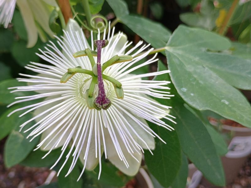 Passiflora 'Snow Queen'-0