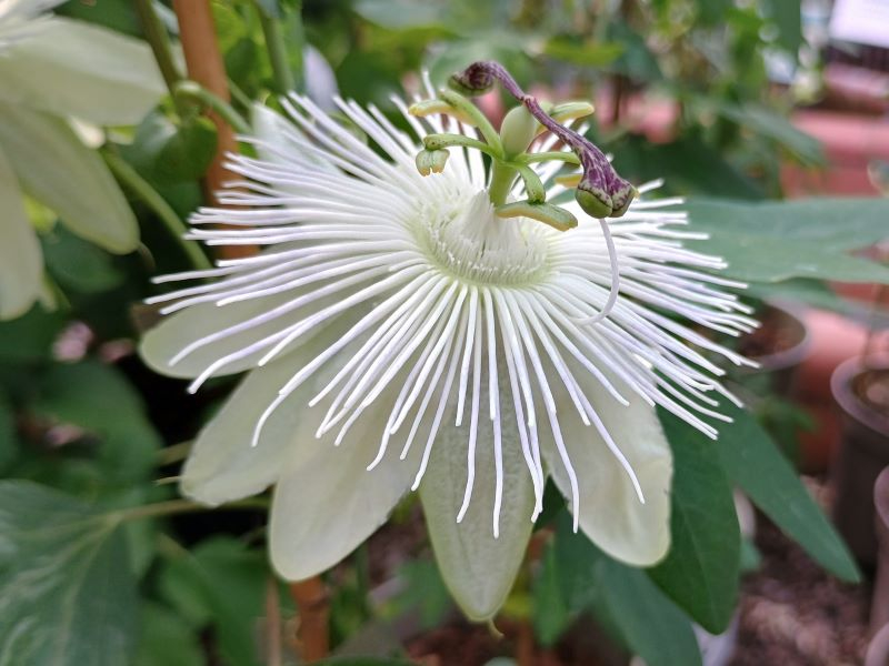 Passiflora 'Snow Queen'-24246