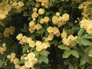 Rosa Rambling Banksiae 'Lutea'-0