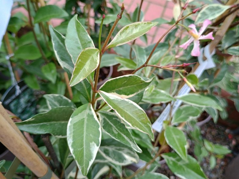 Trachelospermum 'Star of Milano'-24944