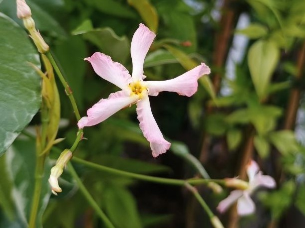 Trachelospermum 'Star of Milano'-0