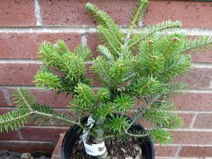 Abies koreana 'Green Carpet'-0