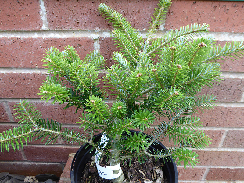 Abies koreana 'Green Carpet'-0