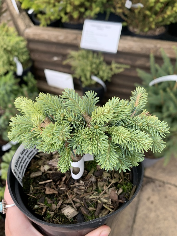 Abies lasiocarpa 'Godshill'-24488