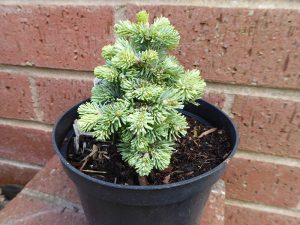Abies lasiocarpa 'Godshill'-0
