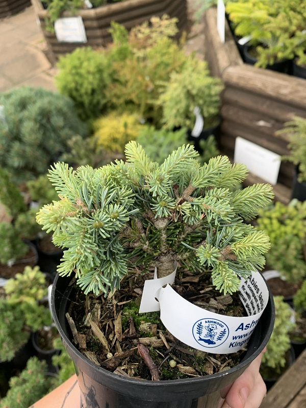 Abies lasiocarpa 'Godshill'-24487