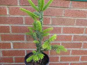 Abies nordmanniana 'Filip's Perfect Column'-0