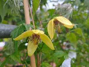 Clematis tangutica 'Golden Harvest'-0