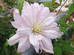Clematis 'Violet Elizabeth'-0