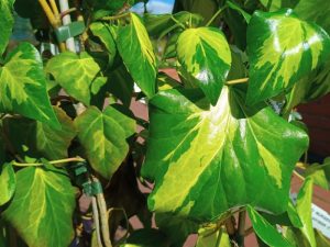 Hedera colchica 'Sulphur Heart'-0