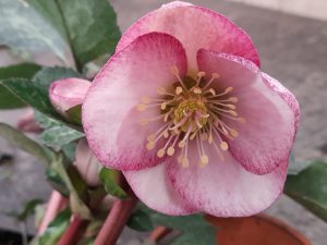 Helleborus (Rodney Davey Marbled Group) Frostkiss 'Elemental'-0