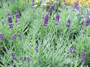 Lavandula angustifolia 'Hidcote' 1 Litre pot-0