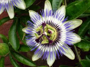 Passiflora caerulea-0