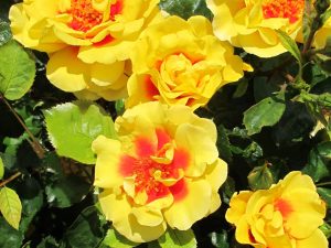 Rosa climbing 'Peter's Persica' (Chewgoldeye)-0